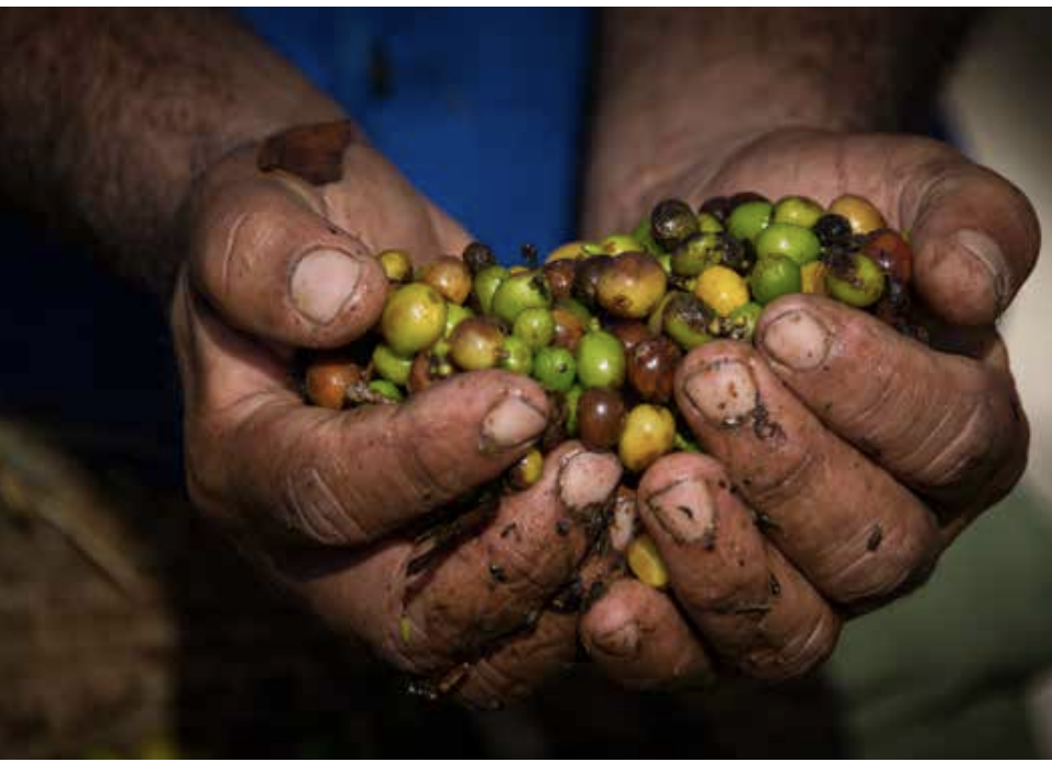 Manos curtidas sosteniendo granos de café maduros