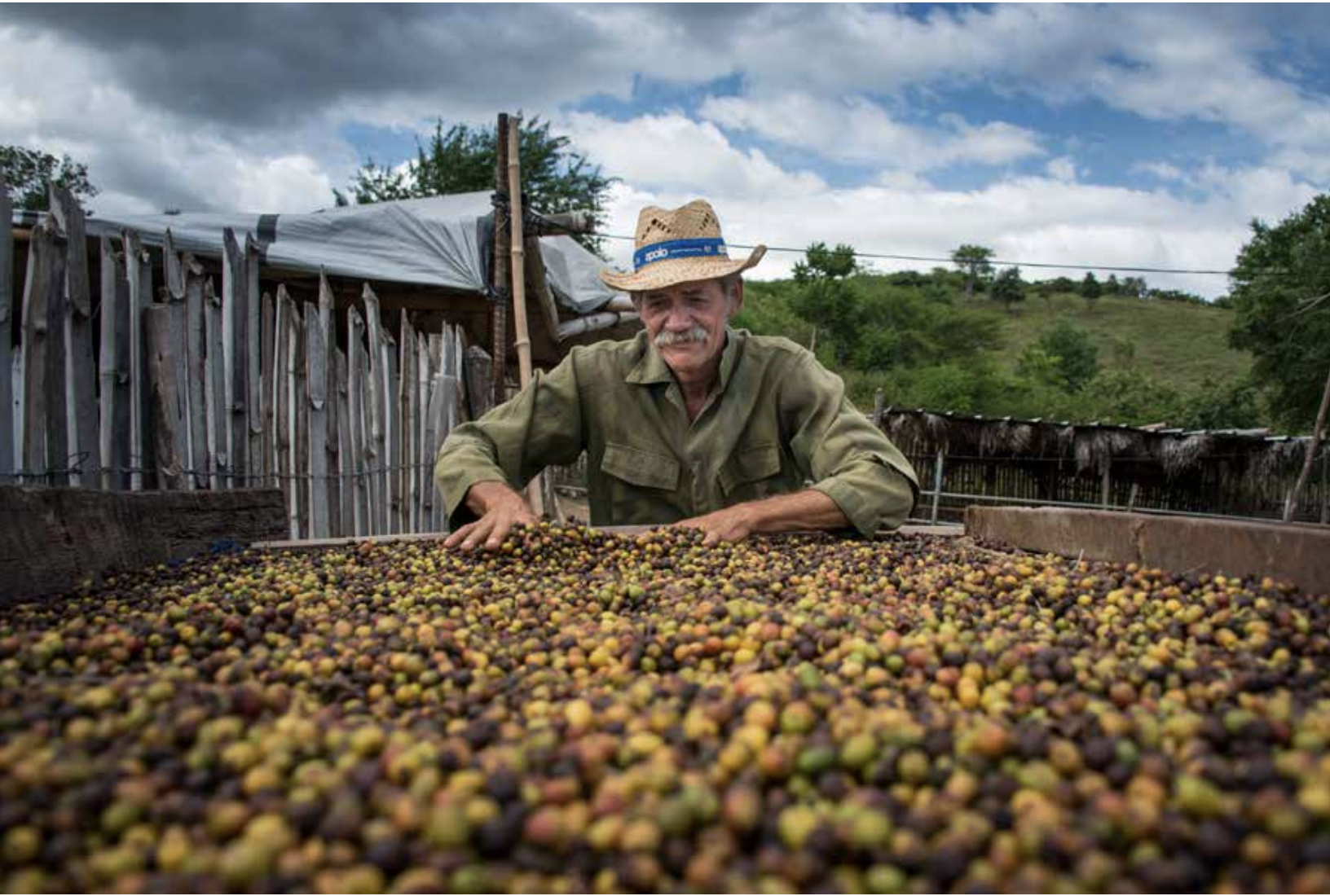 Caficultor cubano junto a los granos de café puestos a secar al sol