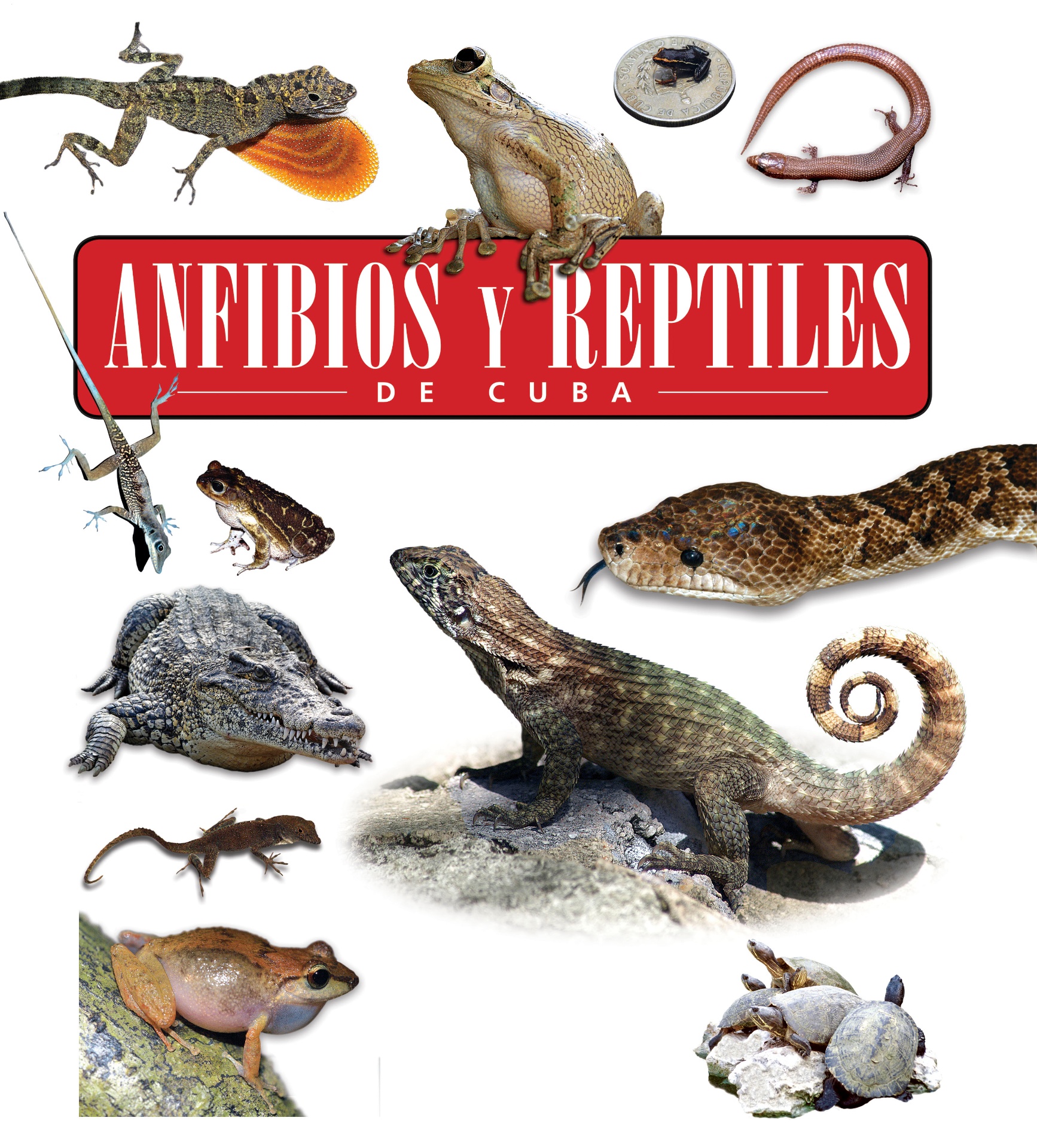 Portada · Anfibios y reptiles de Cuba
